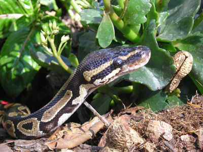 1.13 rs-royalpython 54801303