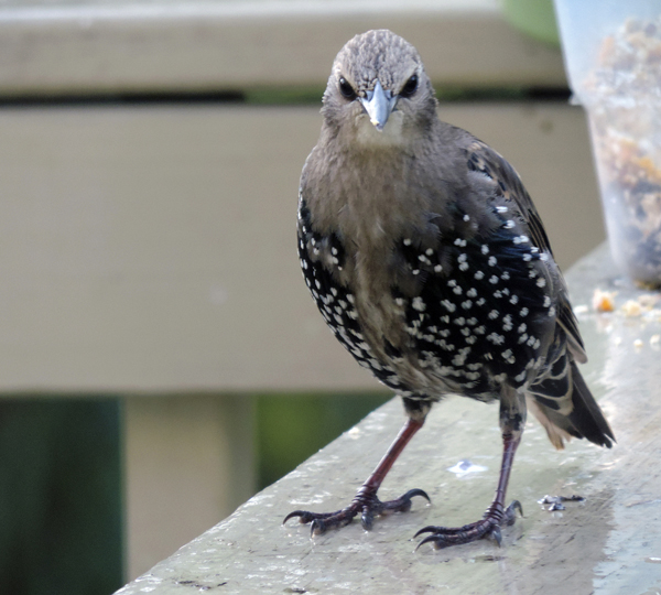 1.13 rs-starling 39506858