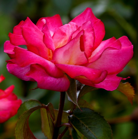 2.1 crs-rose 1438193 61414950