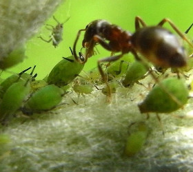 ant milking aphids