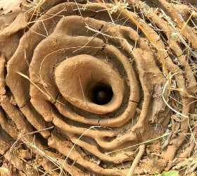 intricate ant's nest