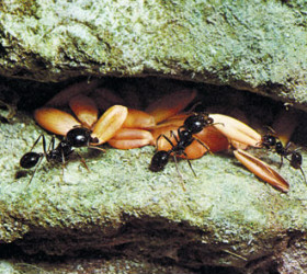 harvester ants and grain