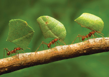 learning from the ant