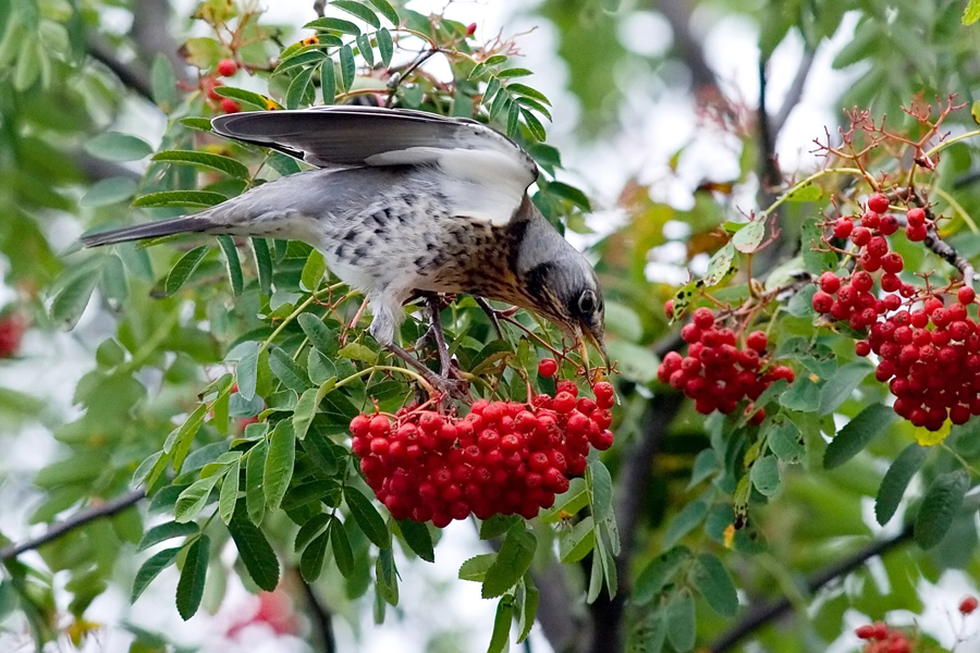 10.3 rs-fieldfare 1230089 72143167