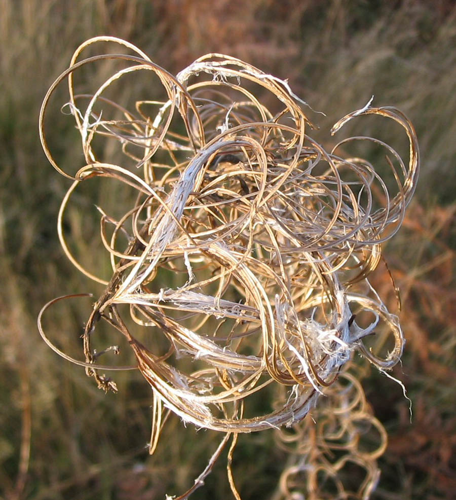 10.9 rs-autumnfoliage 443193 33085087