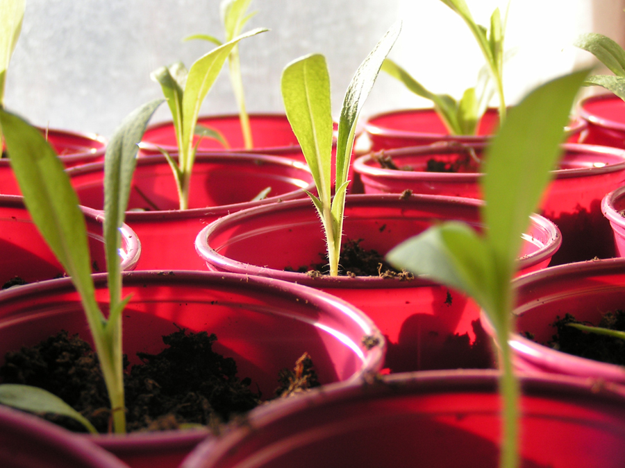 10.9 rs-pottedplants 218112 9463