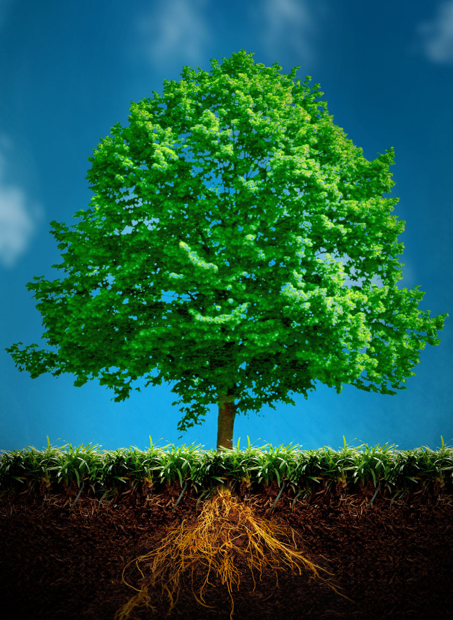 12.3 crs-treewithroot 1134446 51926755