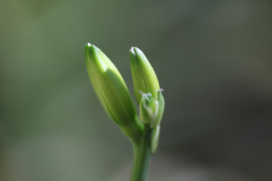 13.11 rs-leaves 1429034 72549521