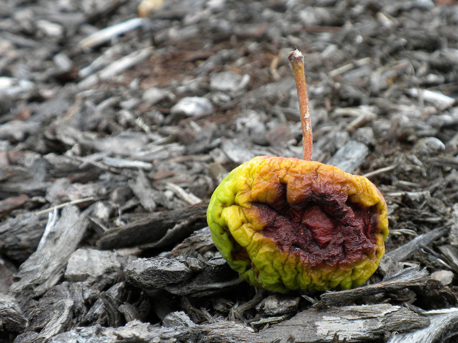 13.22 rs-apple 1406350 33434005