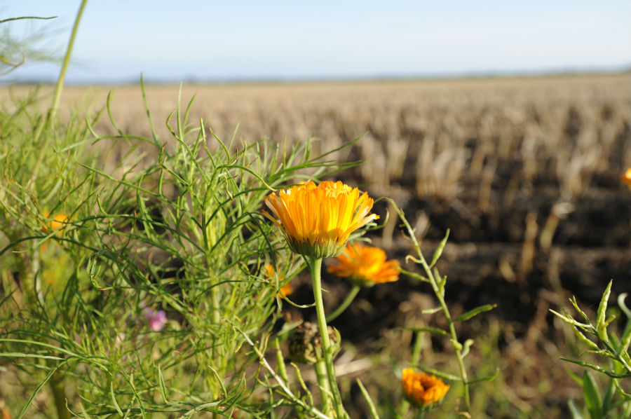 15.25 rs-dutchcountryside2 1226617 11405003