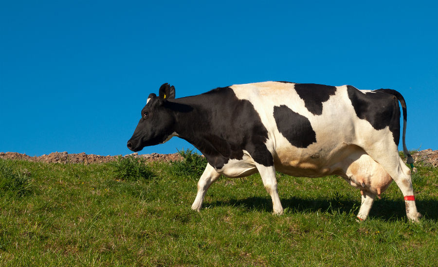 16.11 crs-cow 1291886 55737939