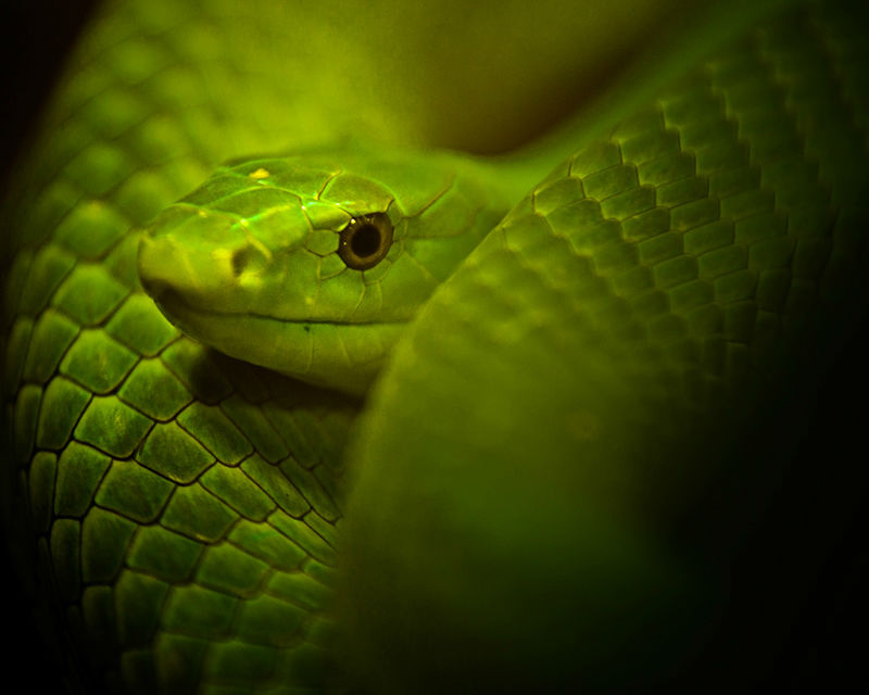 19.1 crs-greenmamba 1415662 49062186