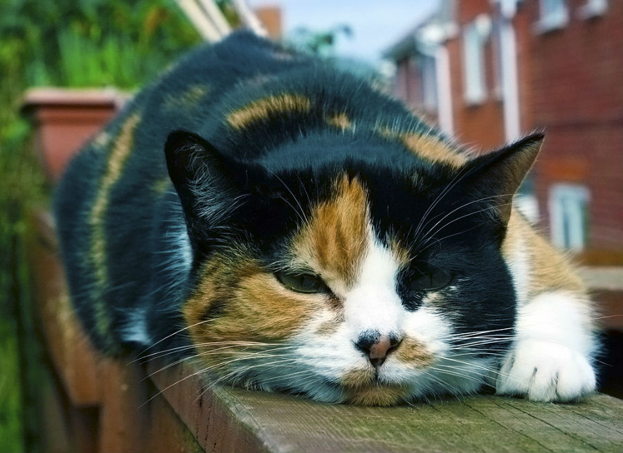 19.15 rs-catonafence 1159793 48365021