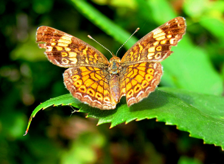 19.24 crs-summerbutterfly1 1357105 40827141