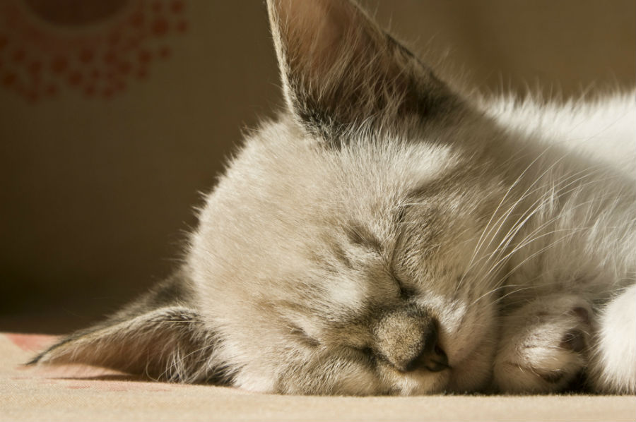 19.24 rs-petisco-rgbmiskzkg