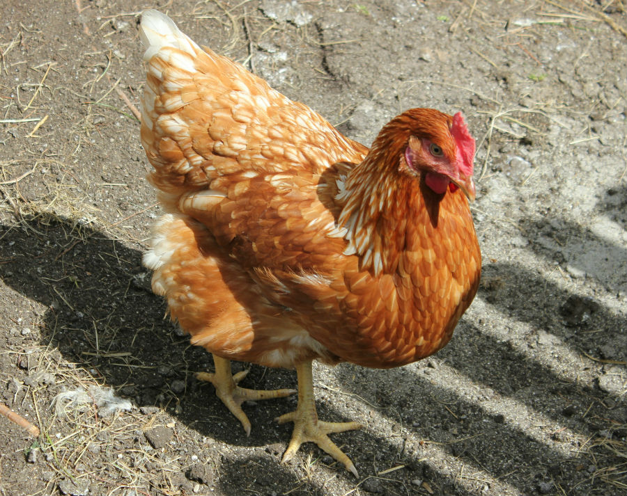 20.4 crs-henbehindfence 1399699 53471648