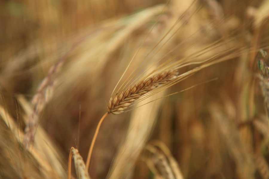 20.4 rs-wheat 1431691 87121651