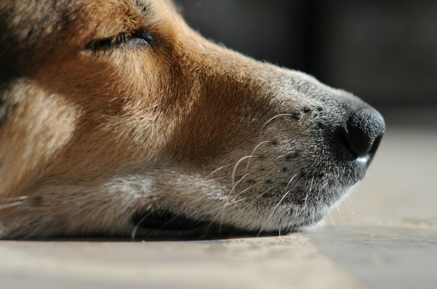 20.13 rs-dogs1 1390221 27124858