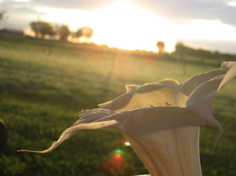 20.13 rs-sunriseflower 1435670 84826787