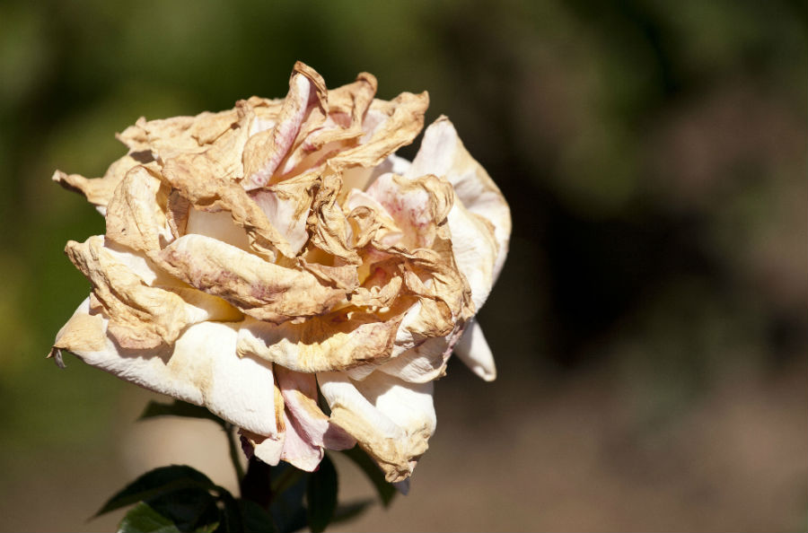 21.6 rs-beautyistemporary 1446186 38789394