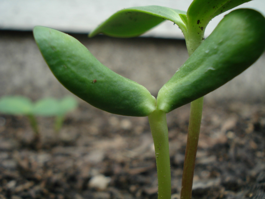 22.1 rs-sunflower 749953 89089917