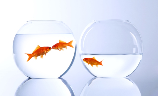 24.1 jealous fish 600x369