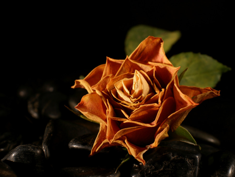 24.1 rs witheredrose 1340592 63678983