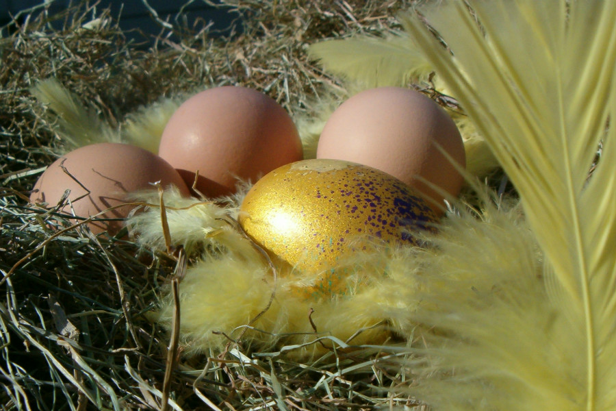 25.11 crs eggs3 120227 9757