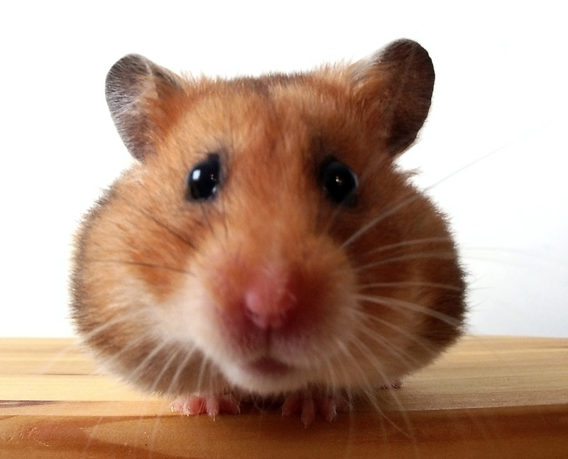 25.16 hamster 360695 4873