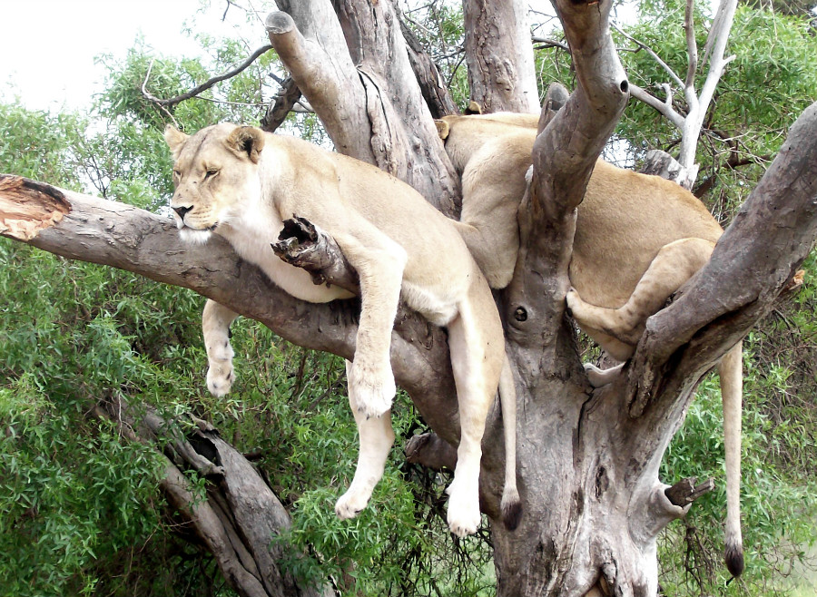 26.13 rs lionsinatree 912288 53192783