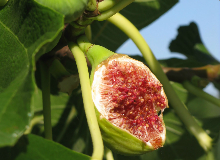 27.18 crs figtree rgb n6UlgVy