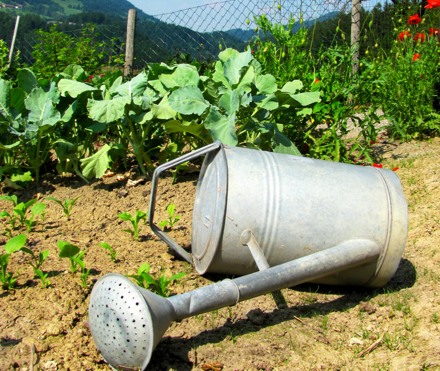 27.18 crs wateringcan rgb mGBSvzk