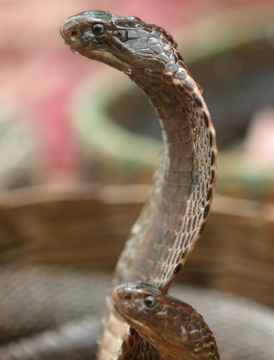 28.8 crs cobra 1061420 52237048