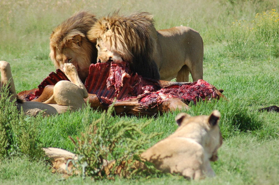 28.15 rs feeding lions 1250464 1279x850