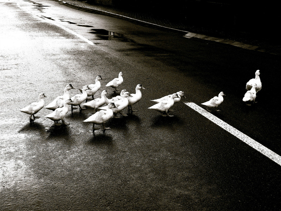 28.16 rs duck crossing 1360983 1280x960