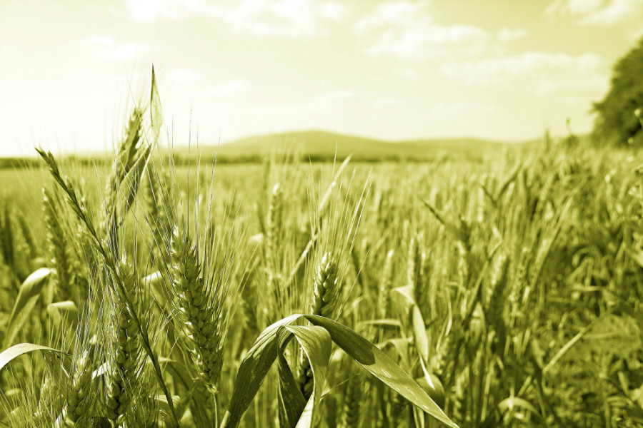 28.19 rs corn1 321867 5465