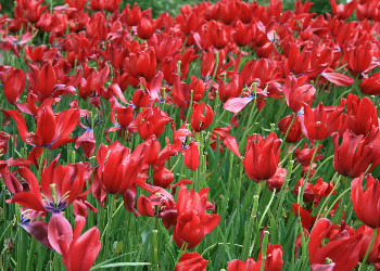 tulip frenzy